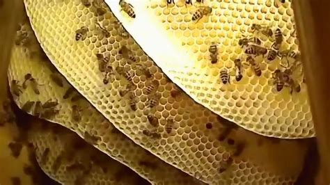蜜蜂筑巢 硨磲能量